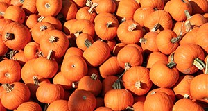Pimpkins